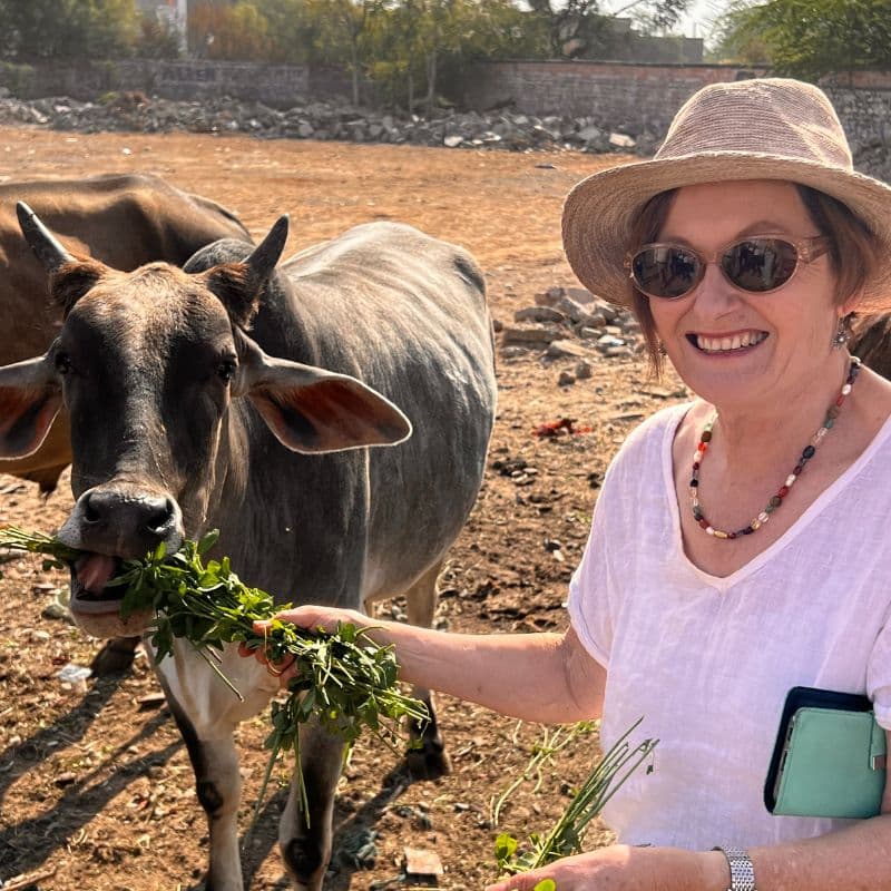 lady feeding cow on streets of India